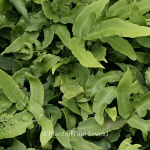 Dryopteris sieboldii