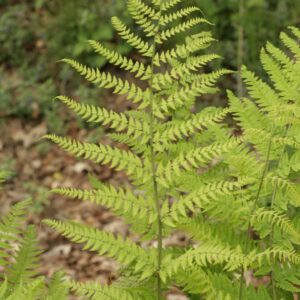 Dryopteris stewartii
