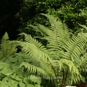 Dryopteris wallichiana