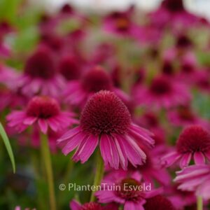 Echinacea purpurea 'Delicious Candy'