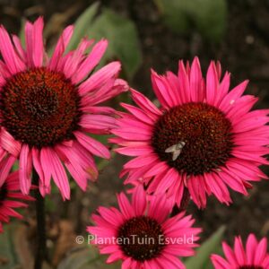 Echinacea purpurea 'Fatal Attraction'