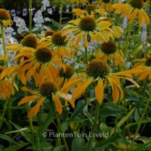 Echinacea purpurea 'Golden Skipper'