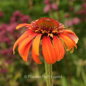 Echinacea purpurea 'Hot Papaya'