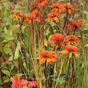 Echinacea purpurea 'Irresistible'