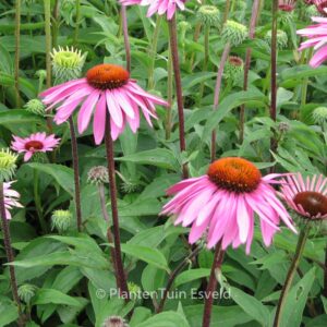 Echinacea purpurea 'Magnus'