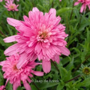 Echinacea purpurea 'Mini Belle'