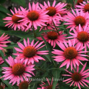 Echinacea purpurea 'Pica Bella'