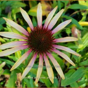 Echinacea purpurea 'Pink Tip'