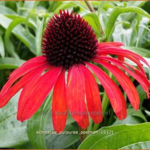 Echinacea purpurea 'Postman'
