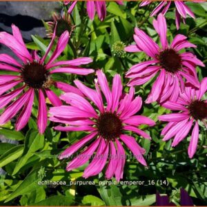 Echinacea purpurea 'Purple Emperor'