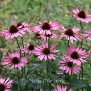 Echinacea purpurea 'Rubinstern'