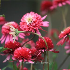 Echinacea purpurea 'Southern Belle'