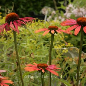 Echinacea purpurea 'Summer Cocktail'