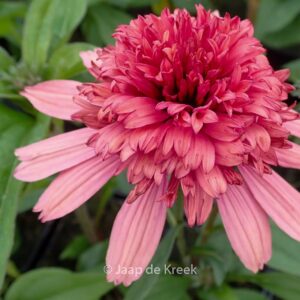 Echinacea purpurea 'Supreme Flamingo'