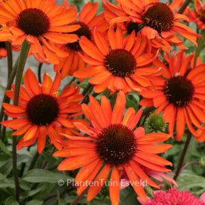 Echinacea purpurea 'Tiki Torch'