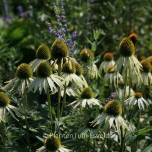 Echinacea purpurea 'White Swan'
