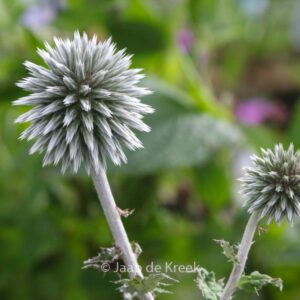 Echinops bannaticus 'Star Frost'