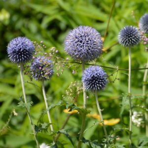 Echinops ritro 'Veitch's Blue'