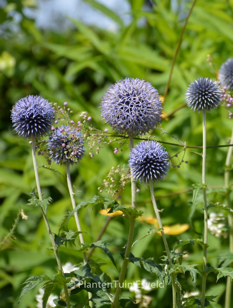 Echinops ritro 'Veitch's Blue'