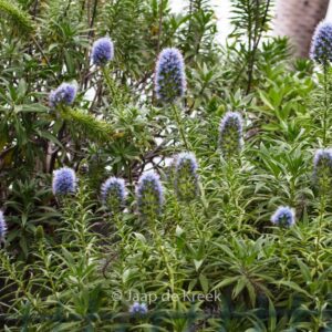 Echium candicans