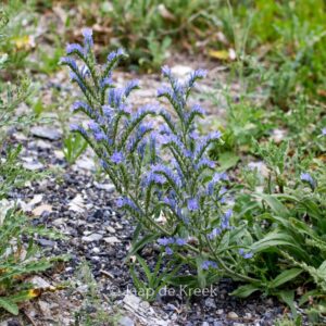 Echium vulgare