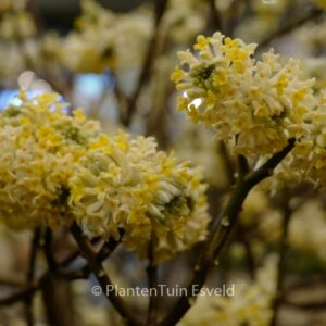 Edgeworthia chrysantha 'Grandiflora'