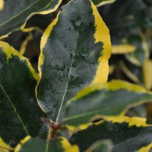 Elaeagnus ebbingei 'Chalef' (VIVELEG)