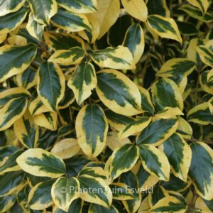 Elaeagnus ebbingei 'Gilt Edge'
