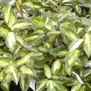 Elaeagnus ebbingei 'Lemon Ice'