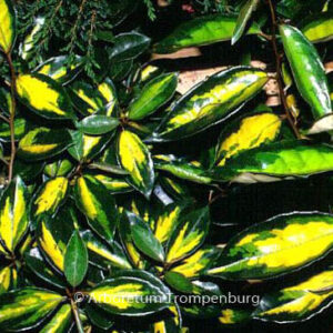 Elaeagnus ebbingei 'Limelight'