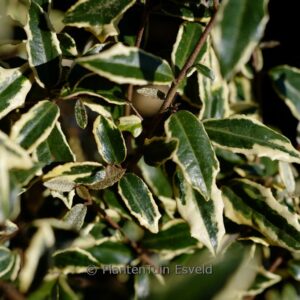 Elaeagnus pungens 'Hosuba fukurin'
