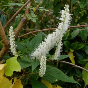 Elsholtzia stauntonii 'Alba'