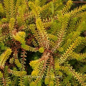 Empetrum nigrum 'Zitronella'