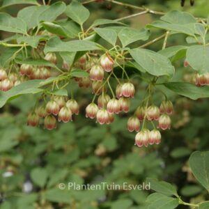 Enkianthus campanulatus