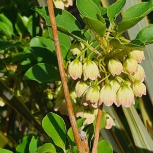 Enkianthus campanulatus 'JWW10' (PRETTYCOAT)