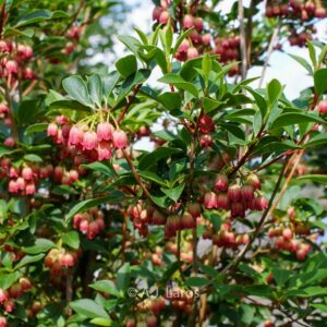 Enkianthus campanulatus 'Pagode'