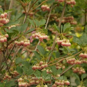 Enkianthus campanulatus 'Princeton Red Bells'