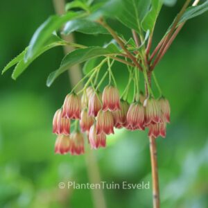 Enkianthus campanulatus 'Red Velvet'