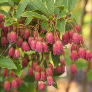 Enkianthus campanulatus 'Ruby Glow'