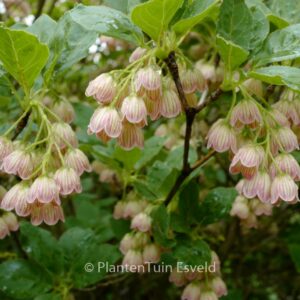 Enkianthus campanulatus 'Venus'