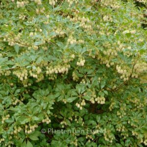 Enkianthus campanulatus 'Wallaby'