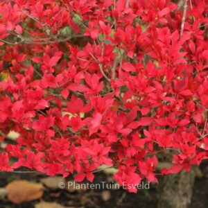 Enkianthus cernuus rubens