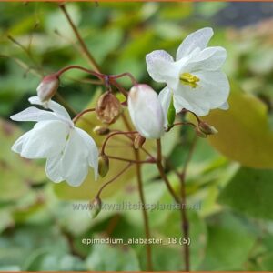 Epimedium 'Alabaster'