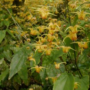 Epimedium 'Amber Queen'