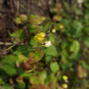 Epimedium 'Sunny and Share'