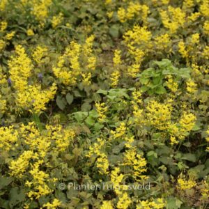 Epimedium perralchicum 'Frohnleiten'