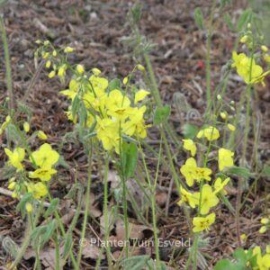 Epimedium pinnatum ssp. colchicum