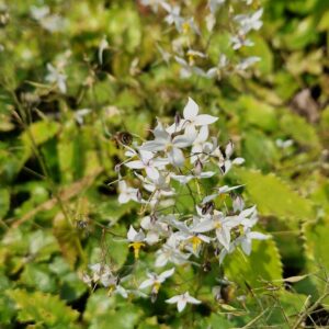 Epimedium stellatum 'Long Leaf Form'