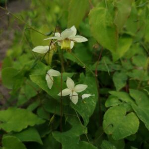 Epimedium versicolor 'Neosulphureum'