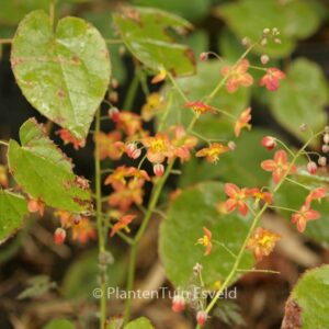 Epimedium warleyense 'Ellen Willmott'
